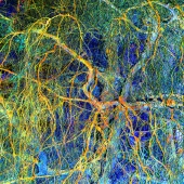 Haskell (1) Img #5  Twining Branches