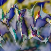 Montgomery (3) Img #1 Thorns Enlivened