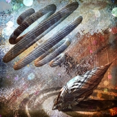 Rainey (1) Img #5 Shell