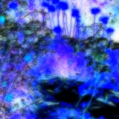 Shine (1) Img #3  Go Softly