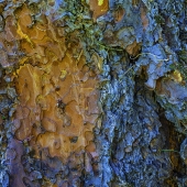 8th - OA - H - 4th - Photo - Fleury (1) Img #5  Vibrance of Nature