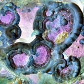 Champion (1) Img #5  Biology