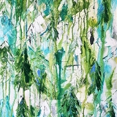 Cassin (1) Img #1  Emerald Forest