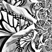 Cassin (1) Img #2  Deconstructed Wings