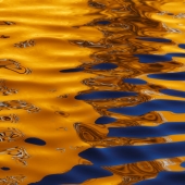 Ravnik (1) Img #1  A Tree Runs Through It