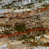 Slezak (1) Img #1  Granules