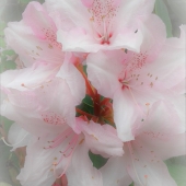 Colerick (1) Img #2  Beauty