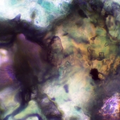 Gould (1) Img #3 Fruit Loops