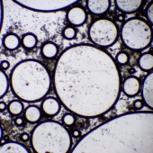 Gould (1) Img #4  Saliva