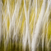 Mierau-Klein (1) Img #5  Colorado Aspens