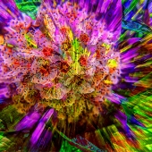 Moran (1) Img #5  The Short and the Long