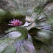 Schwartz (2) Img #3  Transformed Lily