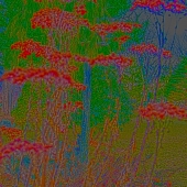 Vecchio (2) Img #2  Patterns of Impending Spring