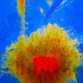 HM - Photo - Calleri (1) Img #1  Particle