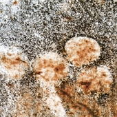 HM - Photo - Curtis  (1)  Img #3  Little Flowers