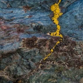 31d.   Don Jacobson - “Rock & Lichen”