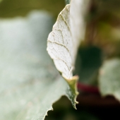 84d.   Rochelle Marshall - “Sour Grapes”