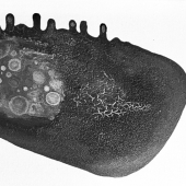 172. Sherrin Sen - More