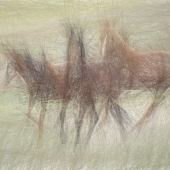 50d.   Gaylord Mink - “Three Wild Stallions”