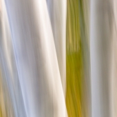 89d.  Taber Szuluk - Aspen1