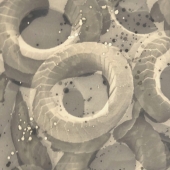 97d.  Gerardo Stubing - Umbilicosphaera sibogae