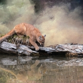 Goodrich (1) Img #1 Cougar Reflection