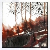 Gray (1) Img #2  Early Morning