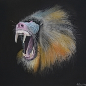Harvey (2) Img #1  Mandrill