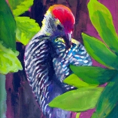 Hines (2) Img #2  Preening