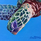 Marci (1) Img #1  Sister Turtle