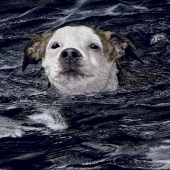 Ranlett (1) Img #1  Determination