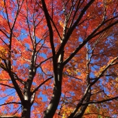 Samwick (2) Img #1  Sugar Maple