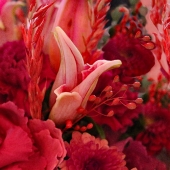 Schnepf (1) Img #2 Red