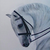 Walker (1) Img #2  The Lipizzaner