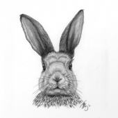 Warden (3) Img #1  Distinguished Hare