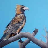 Wiegmink (1) Img #4  Black Breasted Buzzard