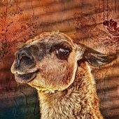 Wiens (1) b Img #1  Cheeky Llama