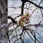 Wiens (1) b Img #4   What Squirrel