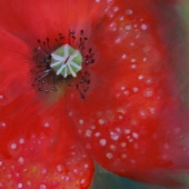 Chin (1) Img #3  Dead Center