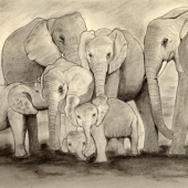 Rosenberg-Krongard (3) Img #3  Elephants