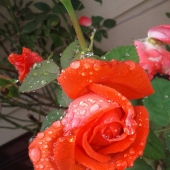 Colerick (3) Img #2  Dewey Morning Rose