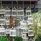 Gillespie (1) Img #2 Birdcages