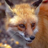 King-M (1) Img #5  Complacent