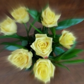 Shine (1) Img #4  Friendship Roses