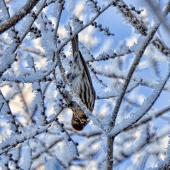 Wiens (1) a Img #1  Cheeky Chickadee