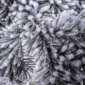 Wiens (1) a Img #4  Frost on Pine