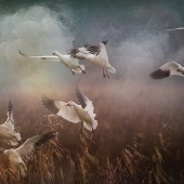 2nd Place - Photo - Goodrich (1) Img #4 Snow Geese Descent