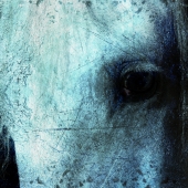 HM - Photo - Bonnet-Vernet (1) Img #5  Blue Horse