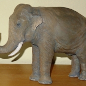 HM - 3D - Coomar (1) Img #3  Indian Elephant