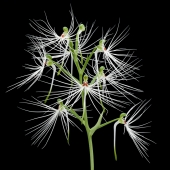 Habenaria medusa
